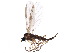  (Claustropyga - BIOUG12120-A03)  @15 [ ] CreativeCommons - Attribution (2015) CBG Photography Group Centre for Biodiversity Genomics