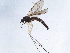  ( - BIOUG12260-A06)  @12 [ ] CreativeCommons - Attribution (2014) CBG Photography Group Centre for Biodiversity Genomics