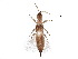  (Poecilothrips albopictus - BIOUG13204-E09)  @15 [ ] CreativeCommons - Attribution (2015) CBG Photography Group Centre for Biodiversity Genomics