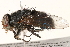  (Calliphora terraenovae - BIOUG13523-E05)  @15 [ ] CreativeCommons - Attribution (2015) CBG Photography Group Centre for Biodiversity Genomics