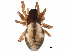  ( - BIOUG13660-D06)  @14 [ ] CreativeCommons - Attribution (2014) CBG Photography Group Centre for Biodiversity Genomics