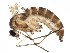  ( - BIOUG16682-F11)  @14 [ ] CreativeCommons - Attribution (2015) CBG Photography Group Centre for Biodiversity Genomics