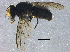  ( - BIOUG16685-G12)  @13 [ ] CreativeCommons - Attribution (2015) CBG Photography Group Centre for Biodiversity Genomics