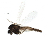  (Limnophyes pumilio - BIOUG16797-A07)  @14 [ ] CreativeCommons - Attribution (2015) CBG Photography Group Centre for Biodiversity Genomics