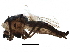  (Procladius lugubris - BIOUG16916-G12)  @12 [ ] CreativeCommons - Attribution (2015) CBG Photography Group Centre for Biodiversity Genomics