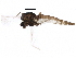  (Mesocricotopus - BIOUG17206-D09)  @13 [ ] CreativeCommons - Attribution (2015) CBG Photography Group Centre for Biodiversity Genomics