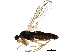  (Chelifera - BIOUG17234-F11)  @14 [ ] CreativeCommons - Attribution (2015) CBG Photography Group Centre for Biodiversity Genomics