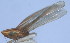  ( - D-71)  @11 [ ] Copyright (2010) Unspecified Northwest Agriculture and Forest University
