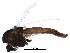 (Smittia aterrima - BIOUG17282-H01)  @14 [ ] CreativeCommons - Attribution (2015) CBG Photography Group Centre for Biodiversity Genomics