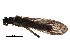  ( - BIOUG17609-H02)  @13 [ ] CreativeCommons - Attribution (2017) CBG Photography Group Centre for Biodiversity Genomics
