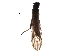  (Nemoura sp. CHU1 - BIOUG17609-H05)  @14 [ ] CreativeCommons - Attribution (2017) CBG Photography Group Centre for Biodiversity Genomics