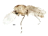  (Limnophyes aagaardi - BIOUG17772-D01)  @14 [ ] CreativeCommons - Attribution (2015) CBG Photography Group Centre for Biodiversity Genomics