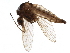  ( - BIOUG17862-F09)  @15 [ ] CreativeCommons - Attribution (2016) CBG Photography Group Centre for Biodiversity Genomics