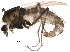  ( - BIOUG17890-F04)  @13 [ ] CreativeCommons - Attribution (2015) CBG Photography Group Centre for Biodiversity Genomics