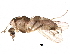  (Orthocladius holsatus - BIOUG17979-D05)  @14 [ ] CreativeCommons - Attribution (2015) CBG Photography Group Centre for Biodiversity Genomics