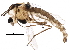  (Psectrocladius cf. limbatellus - BIOUG18013-F03)  @15 [ ] CreativeCommons - Attribution (2015) CBG Photography Group Centre for Biodiversity Genomics