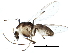  (Cricotopus coronatus - BIOUG18112-D01)  @15 [ ] CreativeCommons - Attribution (2015) CBG Photography Group Centre for Biodiversity Genomics