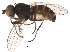  (Pelomyiella - BIOUG18223-F04)  @15 [ ] CreativeCommons - Attribution (2015) CBG Photography Group Centre for Biodiversity Genomics