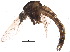  ( - BIOUG18351-F12)  @13 [ ] CreativeCommons - Attribution (2015) CBG Photography Group Centre for Biodiversity Genomics