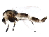  (Cricotopus tricinctus - BIOUG18528-F05)  @15 [ ] CreativeCommons - Attribution (2015) CBG Photography Group Centre for Biodiversity Genomics