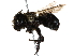  (Osmia bucephala - BIOUG05449-E12)  @14 [ ] CreativeCommons - Attribution (2015) CBG Photography Group Centre for Biodiversity Genomics