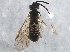  ( - BIOUG05836-A03)  @12 [ ] CreativeCommons - Attribution (2014) CBG Photography Group Centre for Biodiversity Genomics