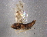  ( - BIOUG05847-C01)  @13 [ ] CreativeCommons - Attribution (2014) CBG Photography Group Centre for Biodiversity Genomics