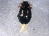  (Crepidodera digna - BIOUG05881-A07)  @14 [ ] CreativeCommons - Attribution (2014) CBG Photography Group Centre for Biodiversity Genomics