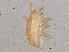  (Iphidozercon sp. JCS20 - BIOUG05890-A07)  @13 [ ] CreativeCommons - Attribution (2014) CBG Photography Group Centre for Biodiversity Genomics