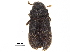  (Polygraphus rufipennis - BIOUG05881-C12)  @14 [ ] CreativeCommons - Attribution (2018) CBG Photography Group Centre for Biodiversity Genomics
