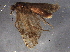  ( - BIOUG05942-F08)  @12 [ ] CreativeCommons - Attribution (2014) CBG Photography Group Centre for Biodiversity Genomics