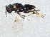 (Copidosoma bakeri - BIOUG06544-C07)  @14 [ ] CreativeCommons - Attribution (2014) CBG Photography Group Centre for Biodiversity Genomics