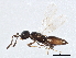  ( - BIOUG06544-F02)  @13 [ ] CreativeCommons - Attribution (2014) CBG Photography Group Centre for Biodiversity Genomics