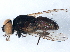  (Hydrotaea tuberculata - BIOUG06535-B11)  @13 [ ] CreativeCommons - Attribution (2014) CBG Photography Group Centre for Biodiversity Genomics