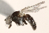  ( - BIOUG06550-H09)  @12 [ ] CreativeCommons - Attribution (2015) CBG Photography Group Centre for Biodiversity Genomics