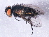  (Cyzenis ustulata - BIOUG03097-D08)  @13 [ ] CreativeCommons - Attribution (2013) CBG Photography Group Centre for Biodiversity Genomics