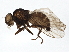  ( - BIOUG03327-D10)  @12 [ ] CreativeCommons - Attribution (2013) CBG Photography Group Centre for Biodiversity Genomics