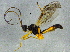  (Aleiodes nobilis - BIOUG03151-H04)  @13 [ ] CreativeCommons - Attribution (2012) CBG Photography Group Centre for Biodiversity Genomics