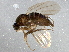  (Megaselia plebeia - BIOUG03329-H04)  @14 [ ] CreativeCommons - Attribution (2013) CBG Photography Group Centre for Biodiversity Genomics
