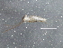  ( - BIOUG03378-D01)  @12 [ ] CreativeCommons - Attribution (2013) CBG Photography Group Centre for Biodiversity Genomics