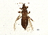  (Thrips thalictri - BIOUG03259-H11)  @14 [ ] CreativeCommons - Attribution (2013) CBG Photography Group Centre for Biodiversity Genomics