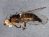  (Cerodontha occidentalis - BIOUG03473-B09)  @14 [ ] CreativeCommons - Attribution (2013) CBG Photography Group Centre for Biodiversity Genomics