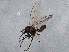 ( - BIOUG03473-G03)  @13 [ ] CreativeCommons - Attribution (2013) CBG Photography Group Centre for Biodiversity Genomics