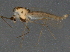  ( - BIOUG03474-D04)  @12 [ ] CreativeCommons - Attribution (2014) CBG Photography Group Centre for Biodiversity Genomics