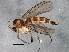  (Syntemna - BIOUG03480-E02)  @15 [ ] CreativeCommons - Attribution (2013) CBG Photography Group Centre for Biodiversity Genomics