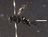  ( - BIOUG03607-G08)  @14 [ ] CreativeCommons - Attribution (2012) CBG Photography Group Centre for Biodiversity Genomics