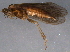  (Glossosoma alascense - BIOUG03096-C09)  @14 [ ] CreativeCommons - Attribution (2014) CBG Photography Group Centre for Biodiversity Genomics
