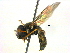  ( - BIOUG04180-F06)  @12 [ ] CreativeCommons - Attribution (2013) CBG Photography Group Centre for Biodiversity Genomics