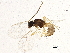  (Areopraon - BIOUG04245-G05)  @13 [ ] CreativeCommons - Attribution (2014) CBG Photography Group Centre for Biodiversity Genomics
