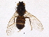  (Phyllomyza sp. VLB2 - BIOUG04247-H09)  @13 [ ] CreativeCommons - Attribution (2014) CBG Photography Group Centre for Biodiversity Genomics